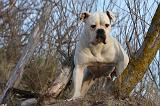 BOULEDOGUE AMERICAIN 196